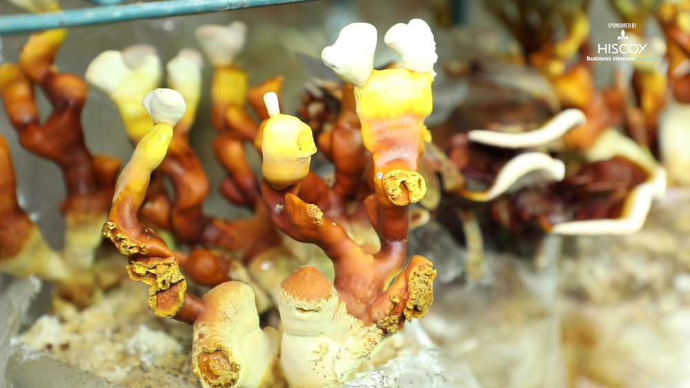 Go inside Philly's completely underground mushroom farm!