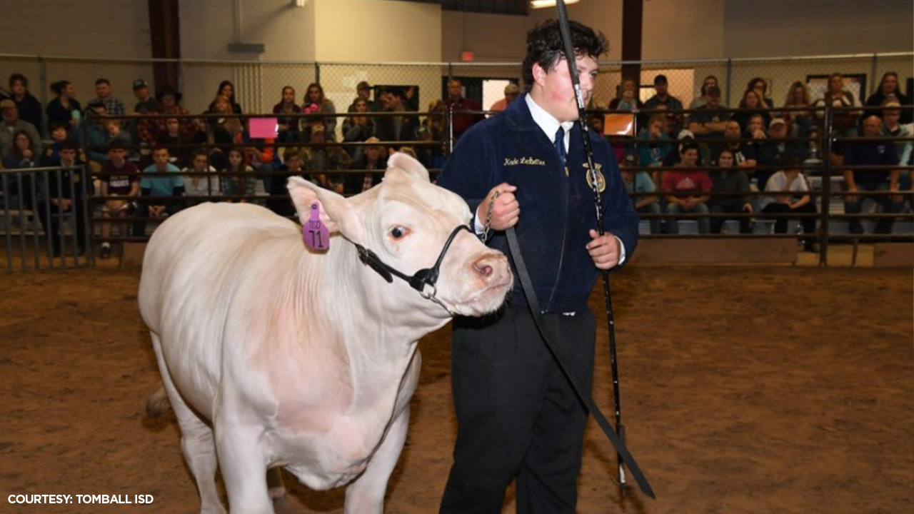 Steers, swine and livestreams: Tomball ISD 45th annual FFA Project Show