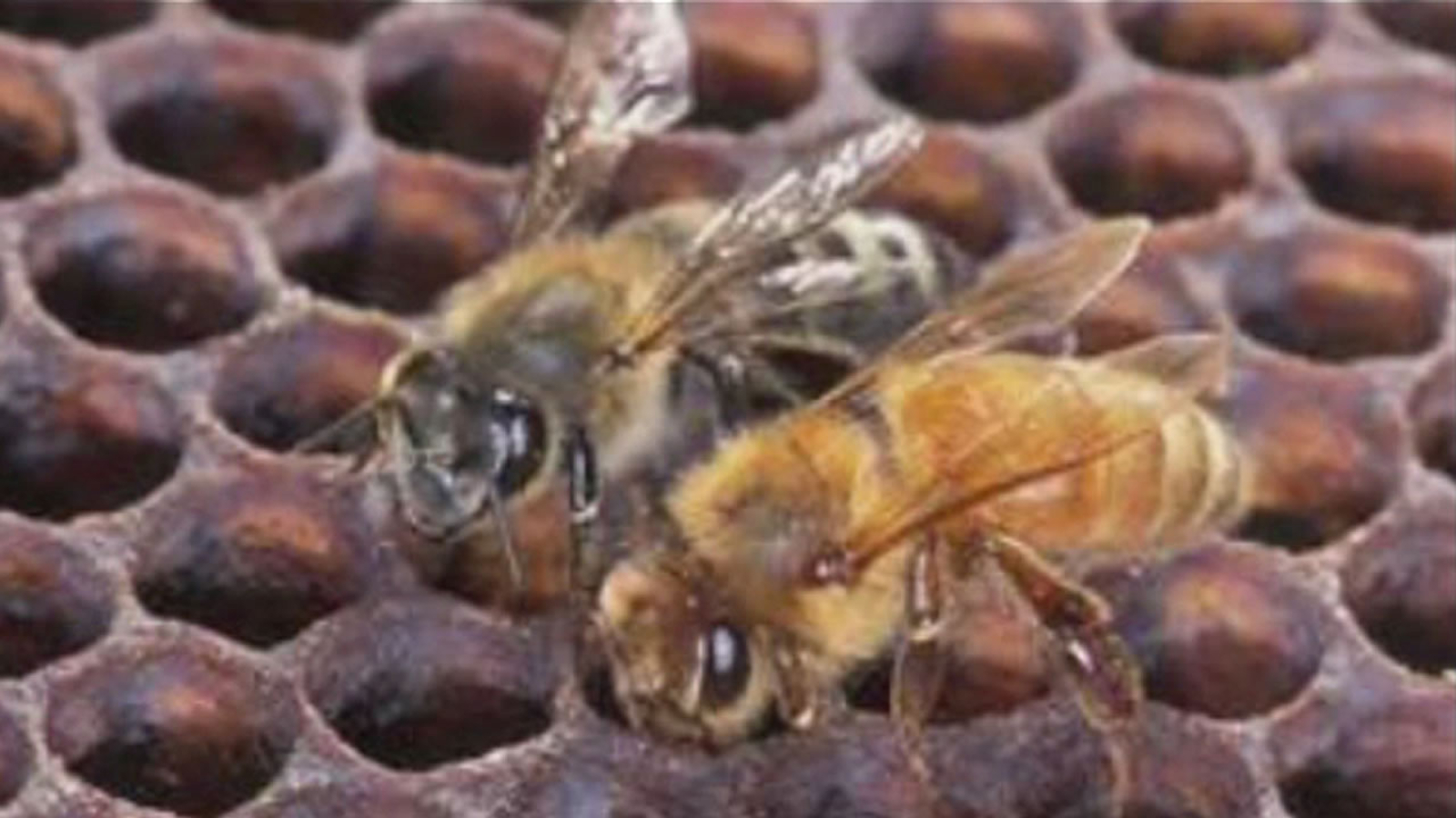Africanized Killer Bees Found In Bay Area For First Time Abc7 San Francisco