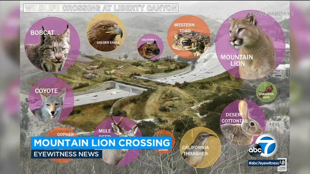 Mountain-lion crossing over the 101 closer to reality