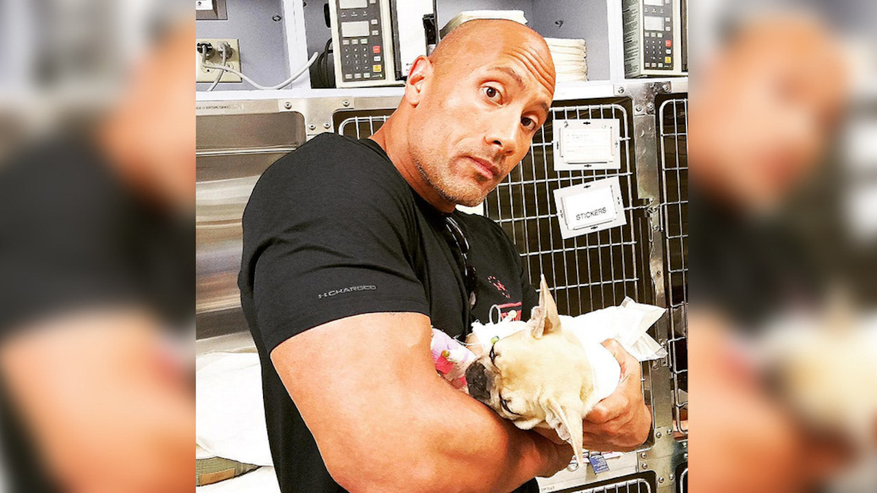 The Rock Posts Moving Message After Dog Dies From Eating Toxic Mushroom Abc7 San Francisco