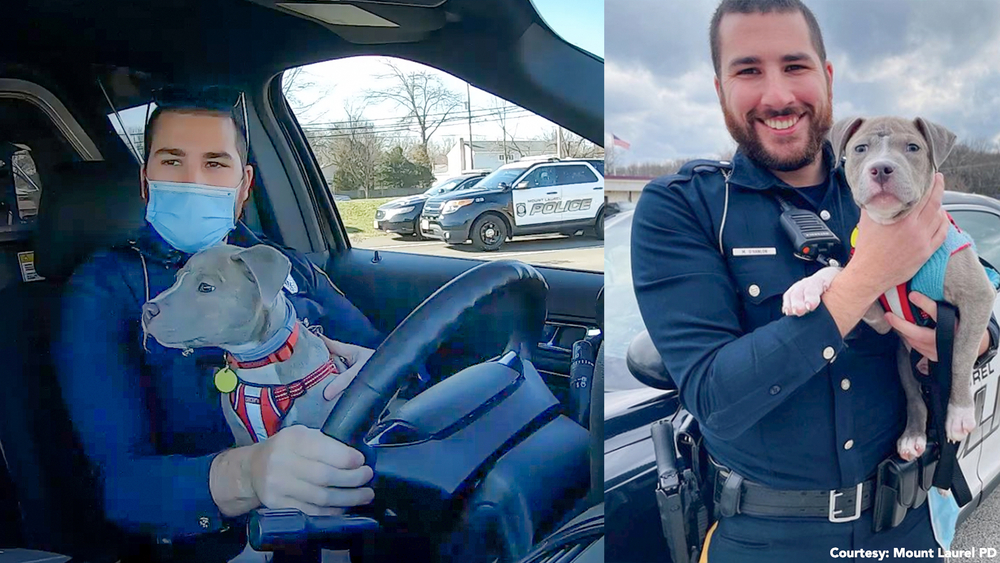 Mt. Laurel cop gets new 'partner' in adorable rescue puppy
