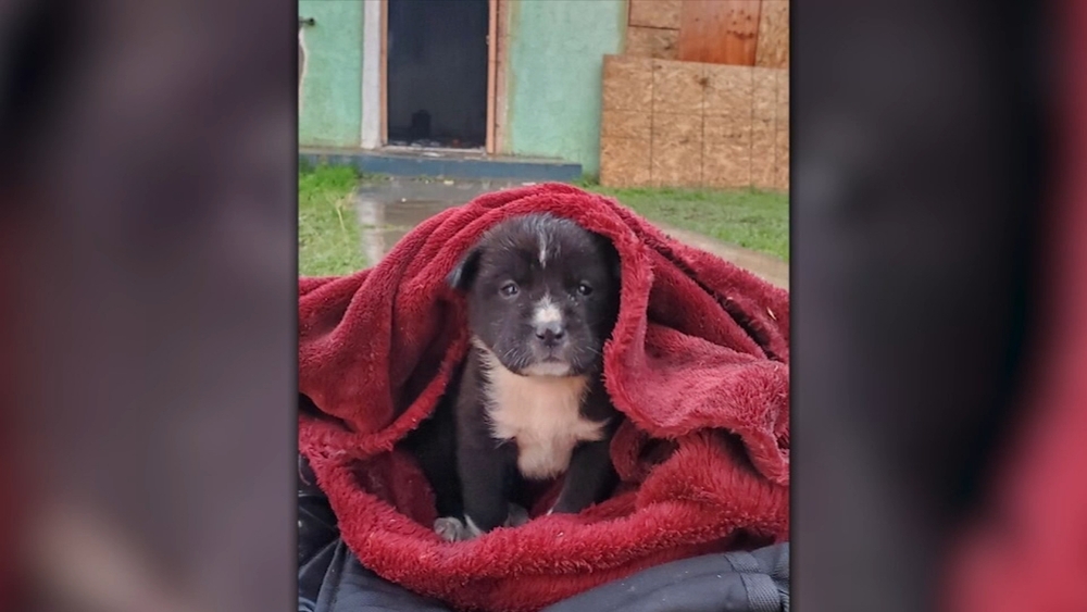 Puppy rescued in abandoned house fire in Fresno getting a second chance