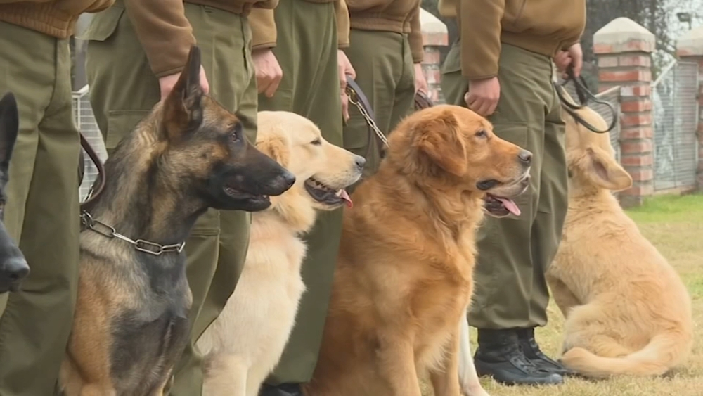 NCSU professor shares science behind COVID-19 sniffing dogs 