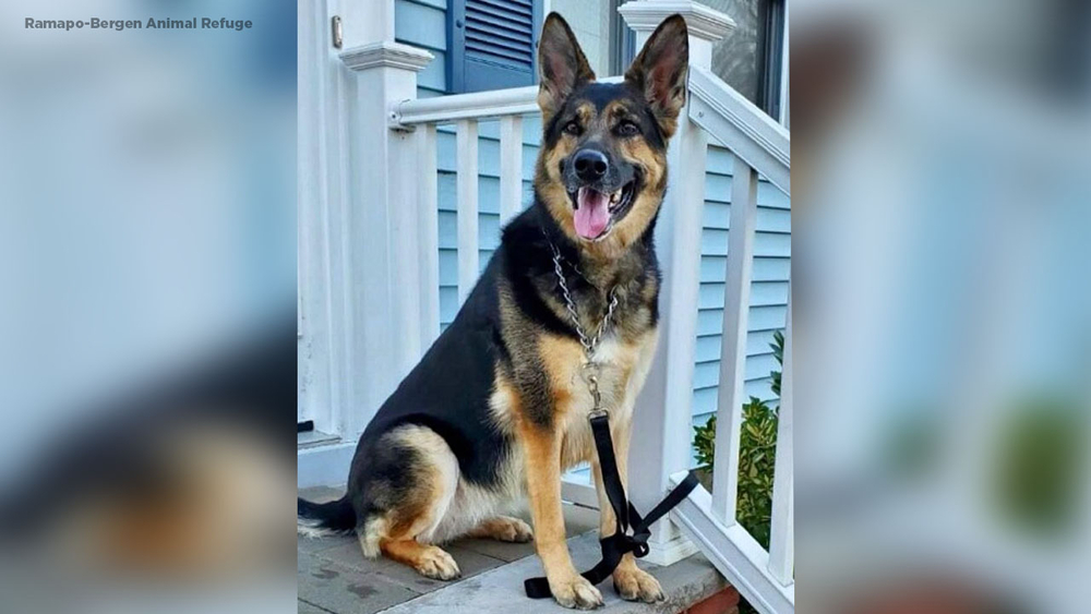 Rescue dog helps save owner's life during stroke