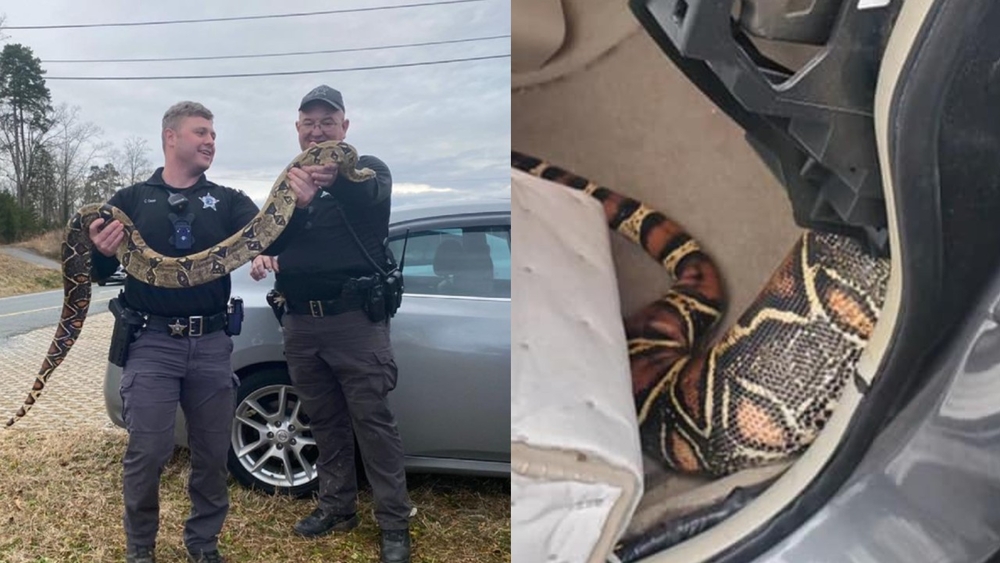 NC boa constrictor gets stuck in car dashboard