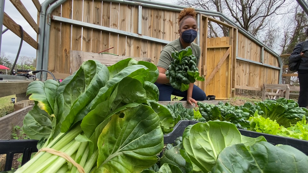Ivy Leaf Farms: Eliminating food deserts one at a time