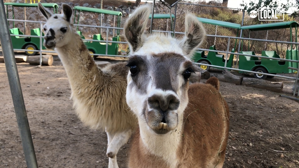 Montebello Zoo in LA County asks for public's help