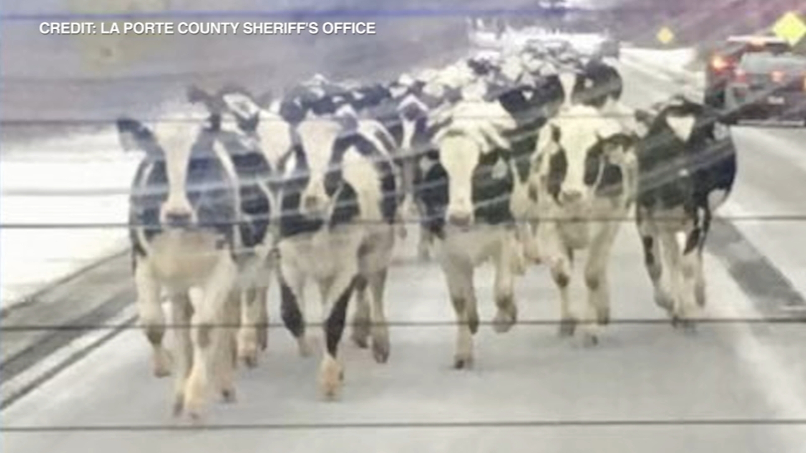 Cows loose on LaPorte County, Indiana highway near South Bend eventually wrangled by volunteers, police - Vimarsana News