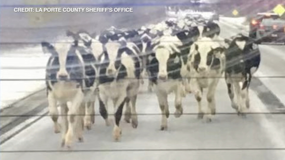Cows loose on IN highway eventually wrangled by volunteers, police