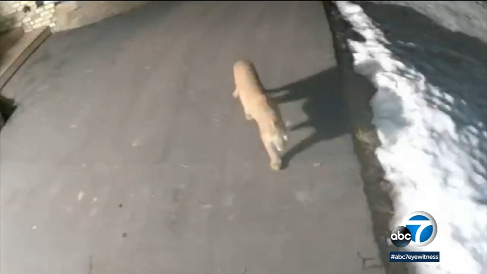 Mountain lion attacks on pets sparks concern for IE neighborhood
