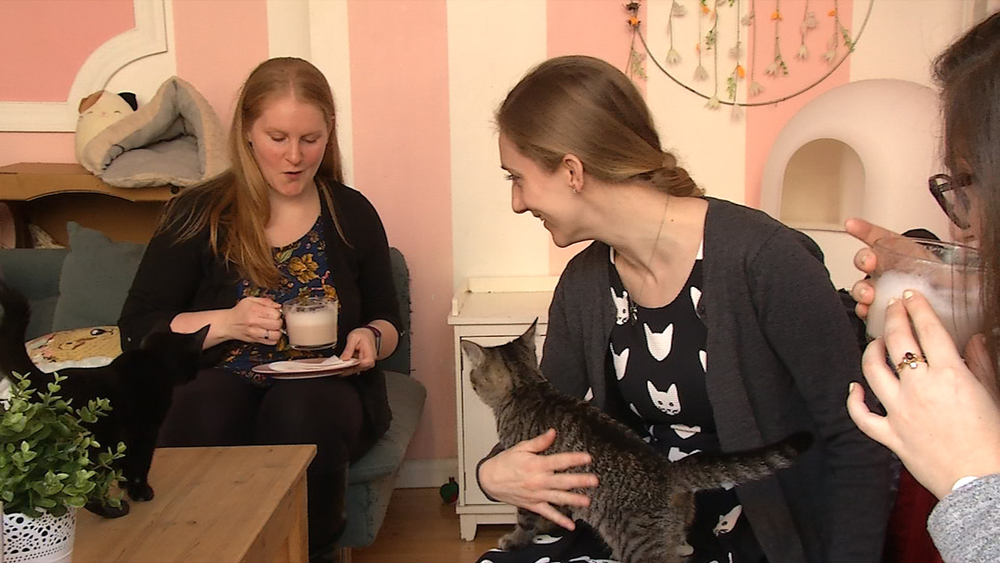 Kawaii Kitty Café is the purr-fect place for cat, coffee-lovers