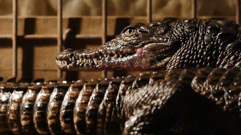 Go inside Crocodile Encounter