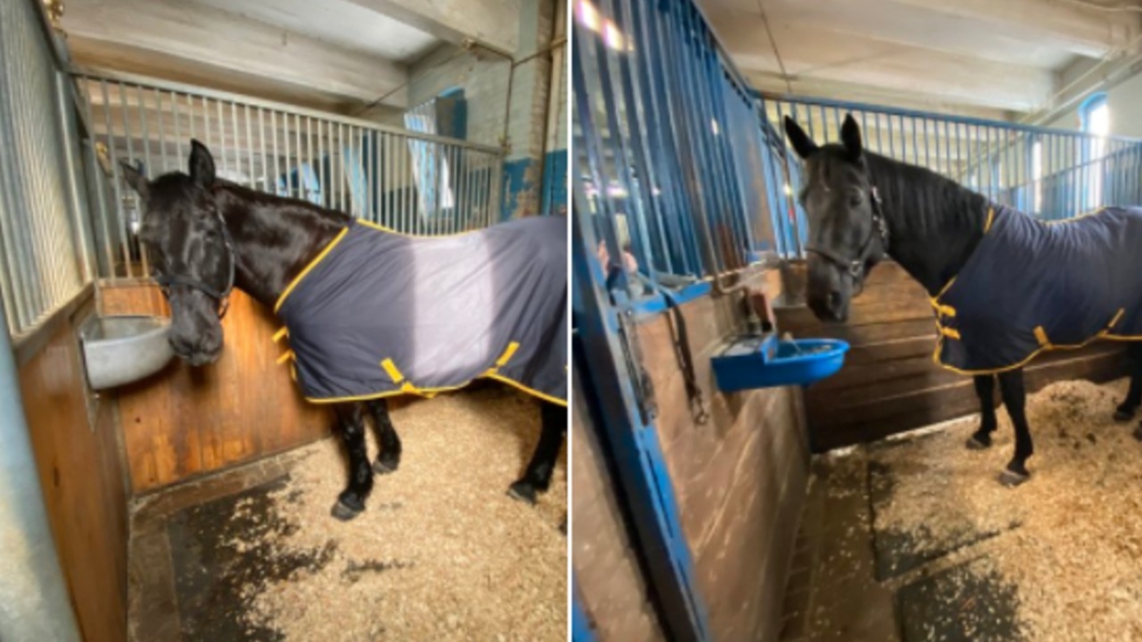 NYPD horses break free from officers, gallop through streets of Midwood