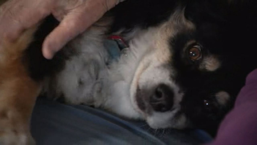 Dog inherits $5 million in owner's will
