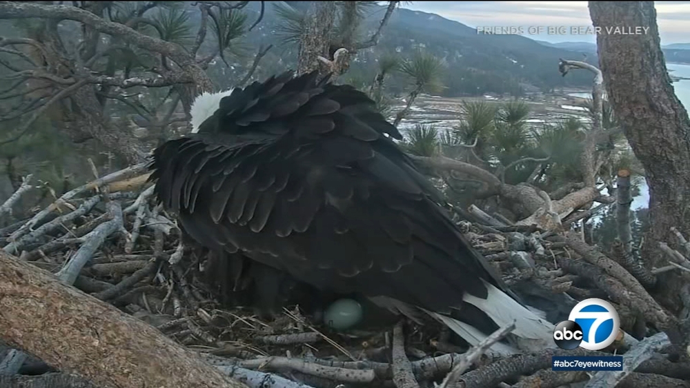 Big Bear bald eagle lays 2nd egg in nest