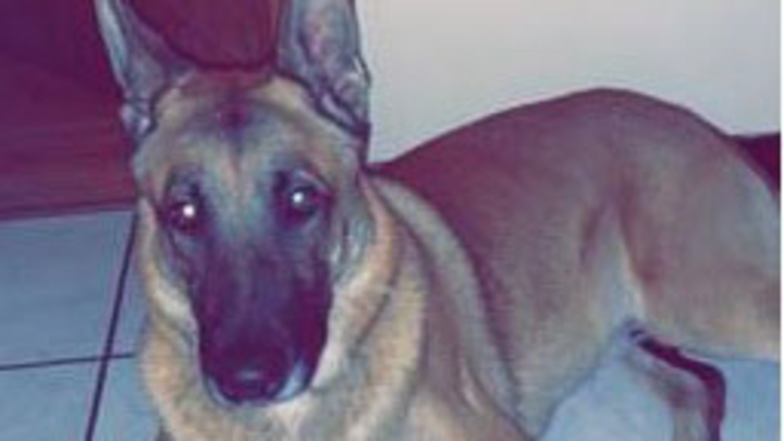 Chicago woman searches for missing German Shepard that escaped from Avondale vet's office on North Side - Vimarsana News