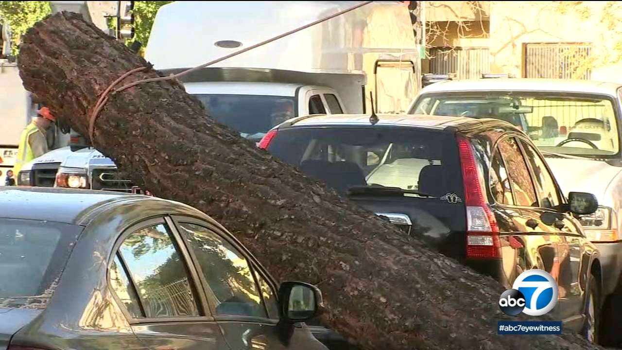 Powerful winds topple trees across San Fernando Valley