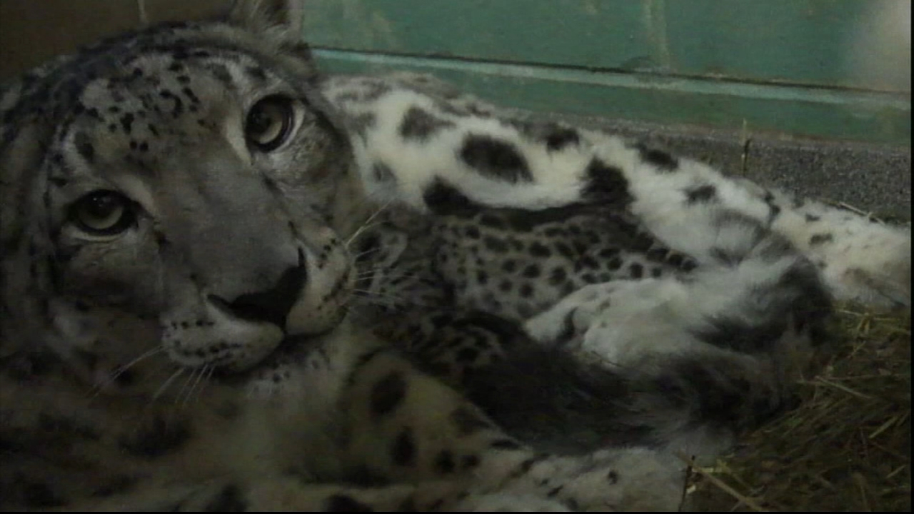 Cape May County Zoo's 17-year-old snow leopard dies