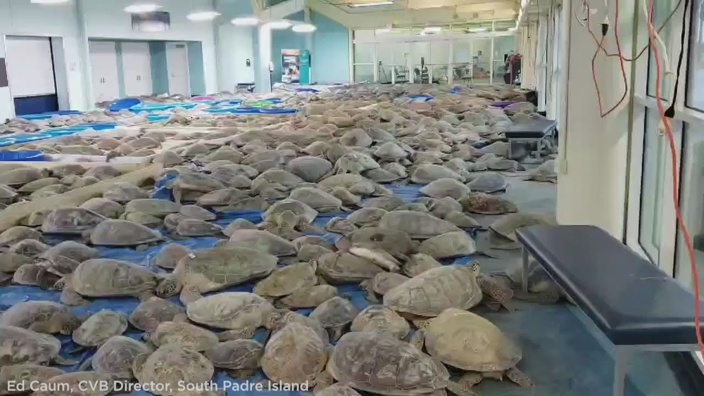 Thousands of 'cold-stunned' sea turtles rescued from Texas coast