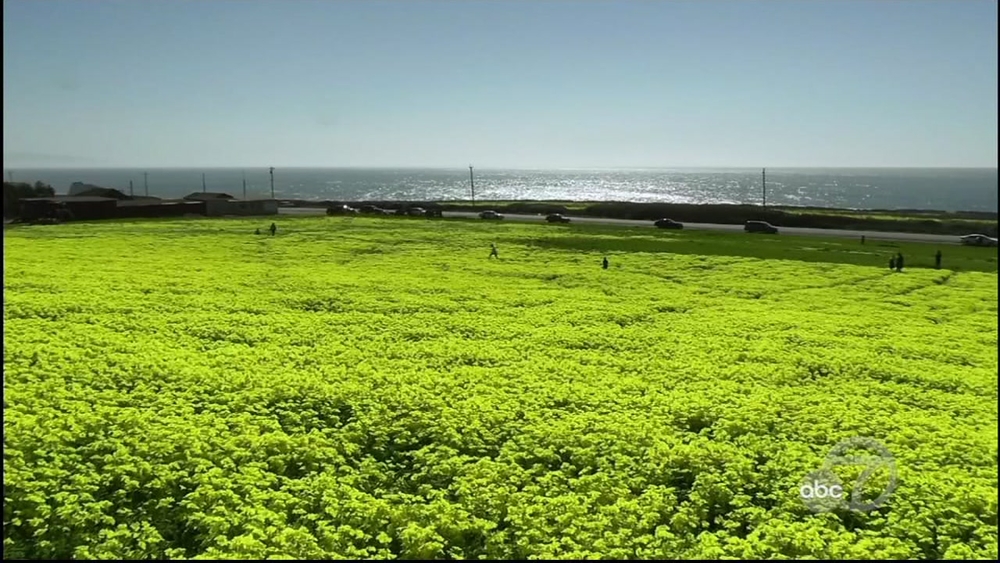 Large flower bloom wows drivers on Highway 1