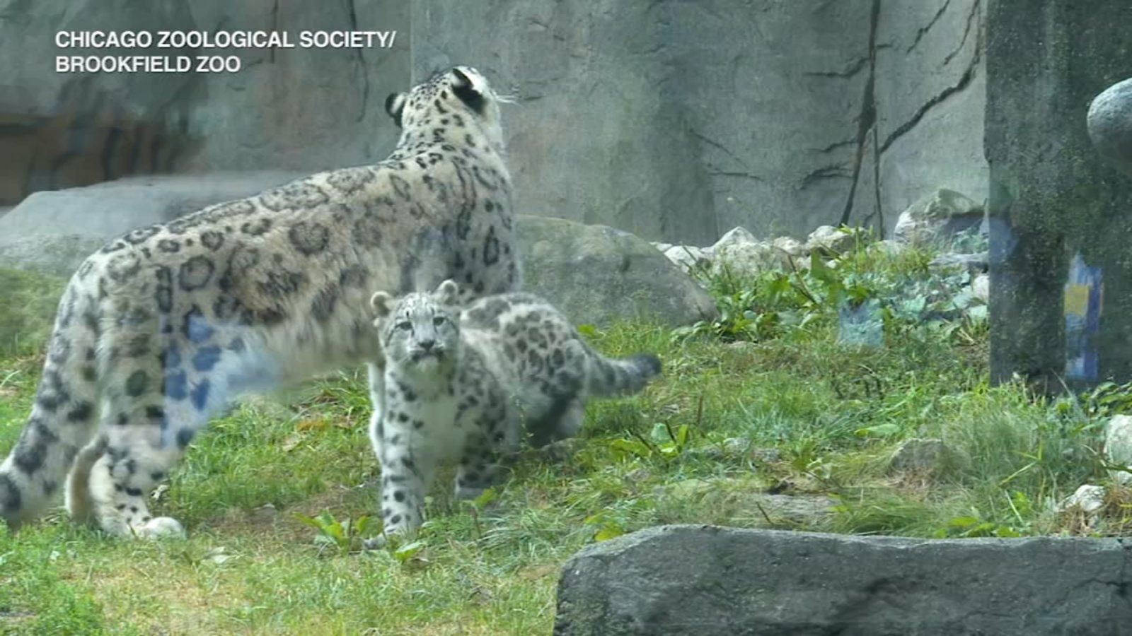 COVID Illinois Brookfield Zoo announces reopening date after COVID19