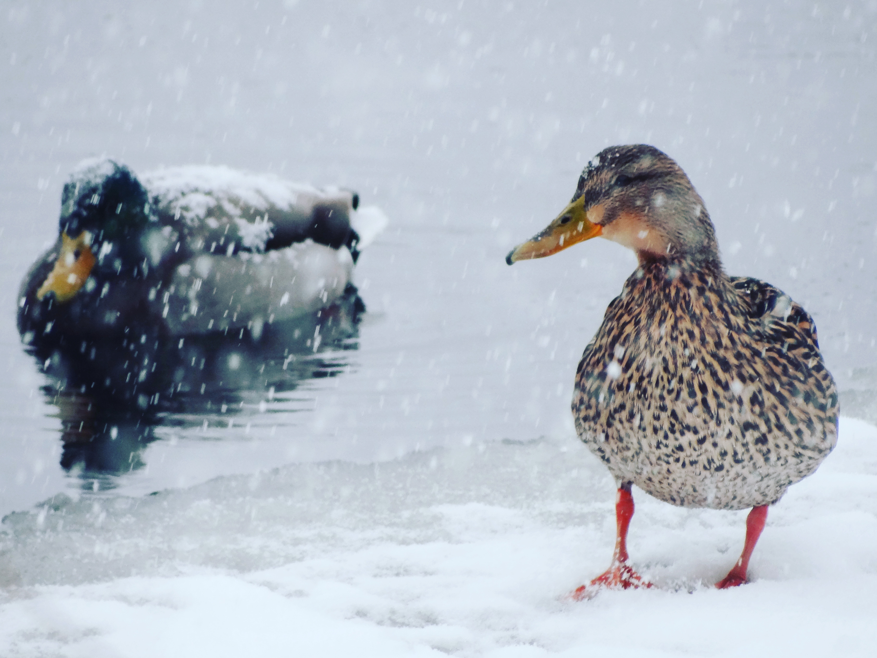 Eyewitness News viewers photos from the Feb. 18, 2021 snow storm
