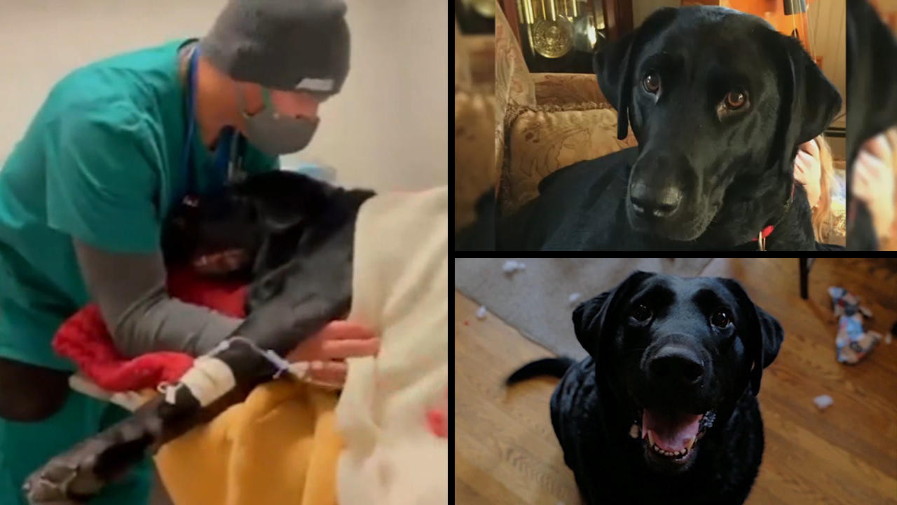 Long Island family offers reward to find driver who hit their dog