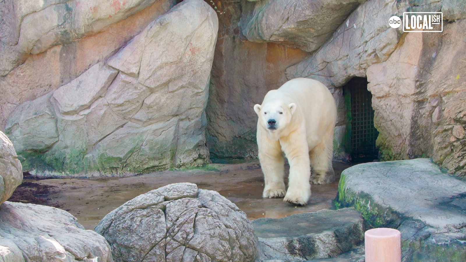 NC Zoo helps Polar Bear conservation - ABC7 Los Angeles