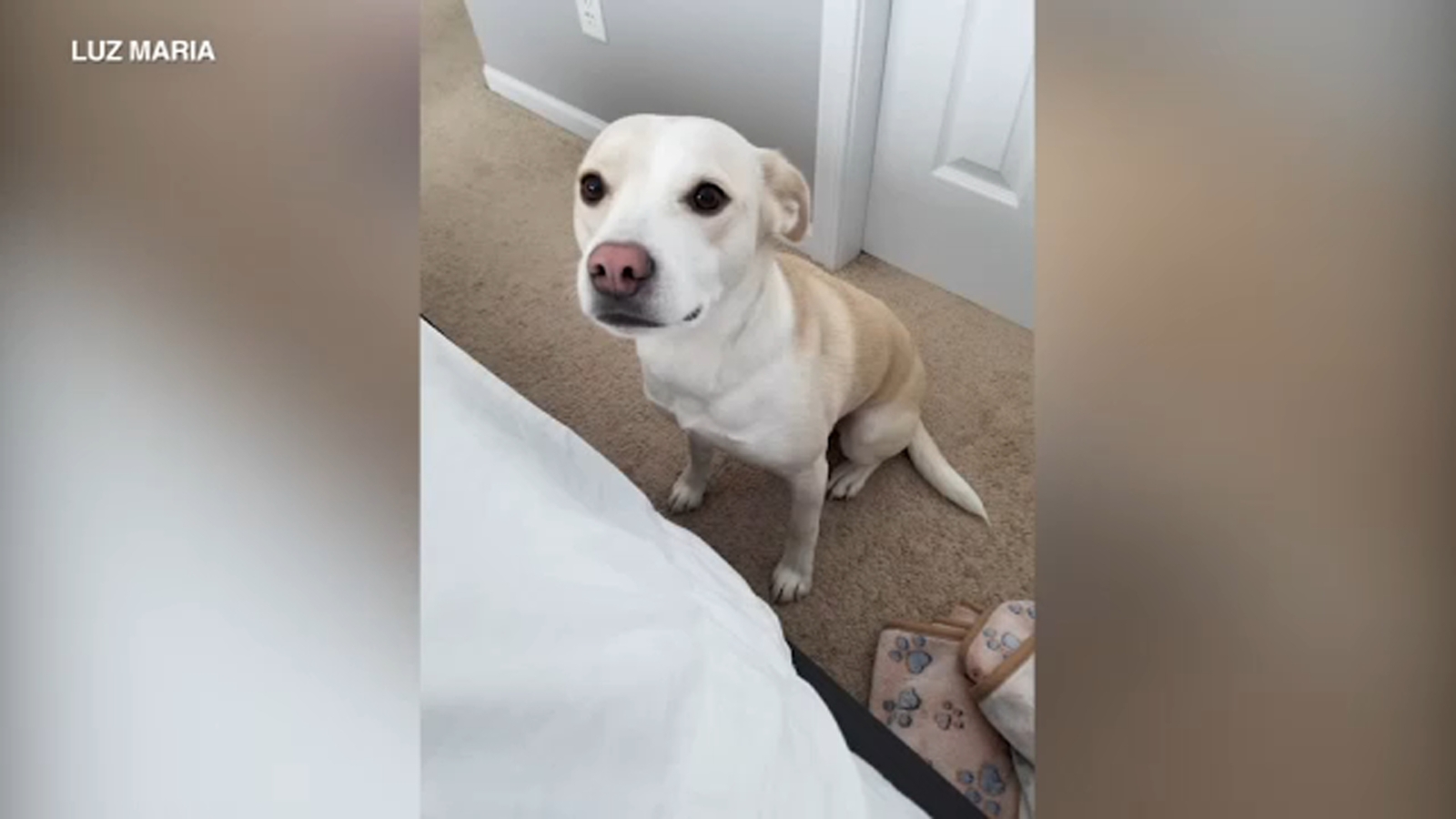 Missing dog: Chicago police asks for help finding stolen vehicle with pet inside in Avondale - Vimarsana News