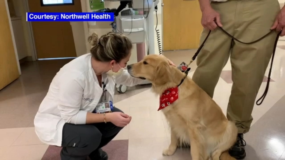 Popular therapy dog back in action at LI hospital