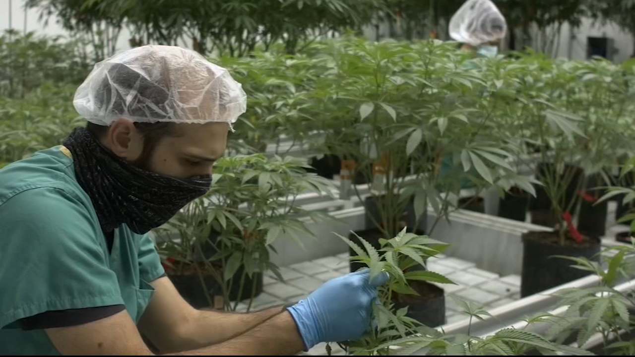 Marijuana Now Legal In New Jersey But Logistics Need To Be Worked Out 6abc Philadelphia Marijuana Now Legal In New Jersey But Logistics Need To Be Worked Out 6abc Philadelphia
