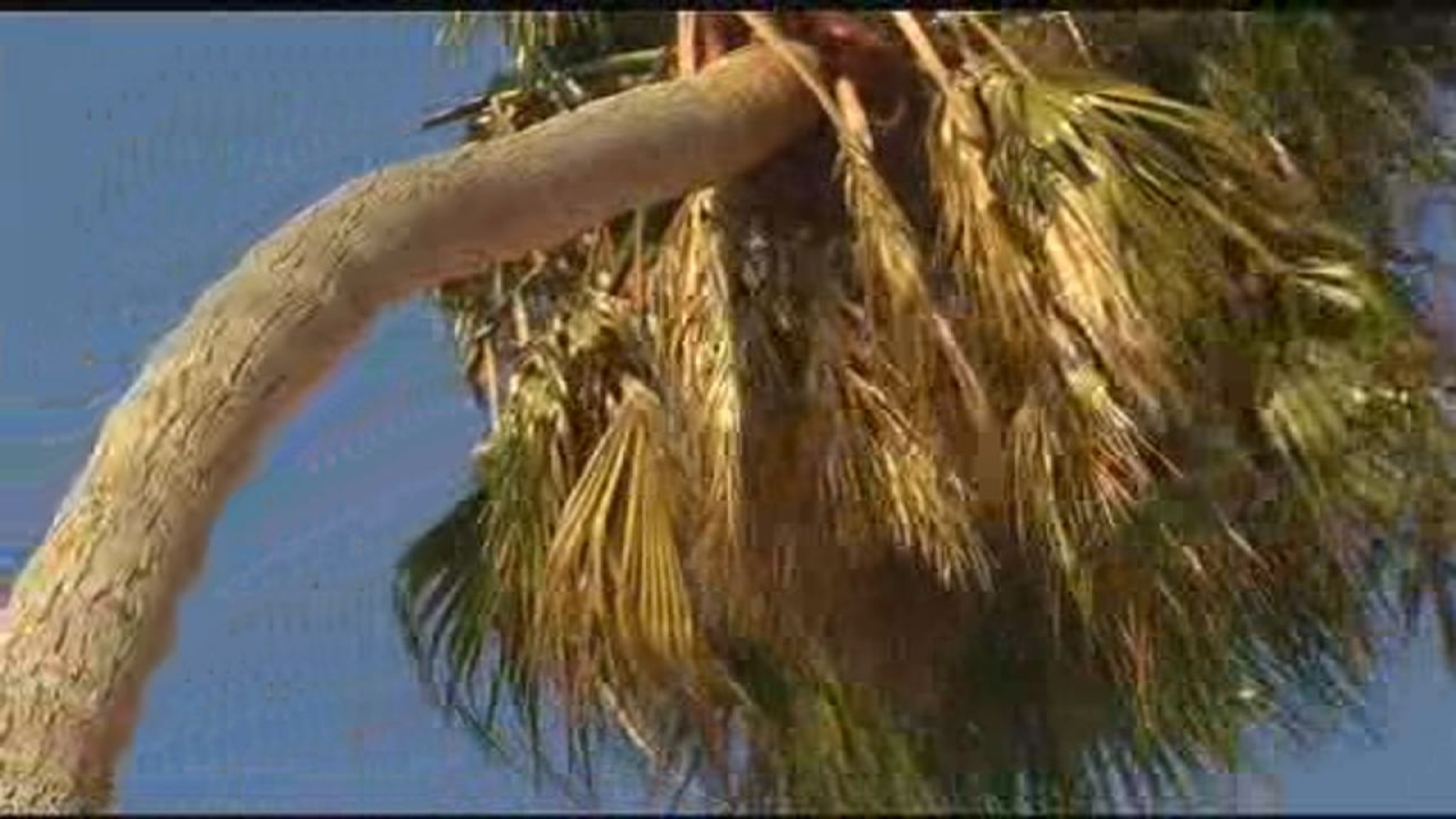 Winds up to 60 miles per hour to whip through Bay Area Wednesday, Thursday - Vimarsana News