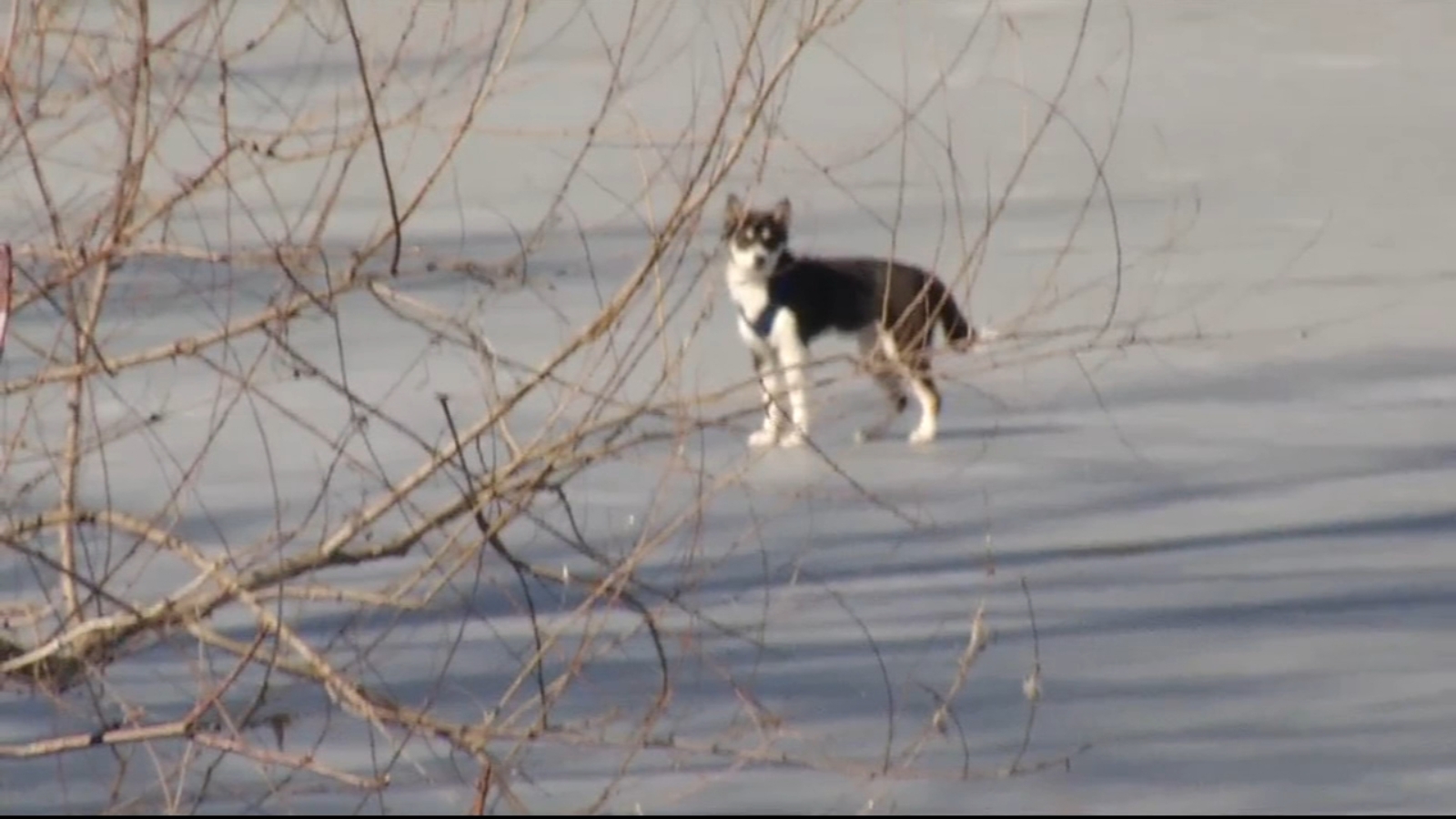 Dog rescued from icy pond in Pike Creek, Delaware - Vimarsana News