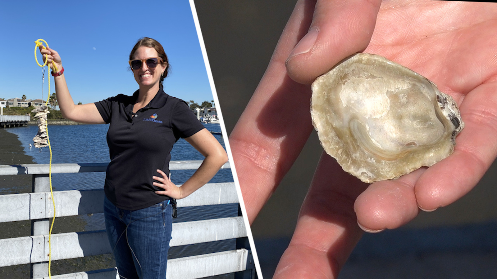 Here's how you can help restore native oysters in Long Beach ABC7 Los