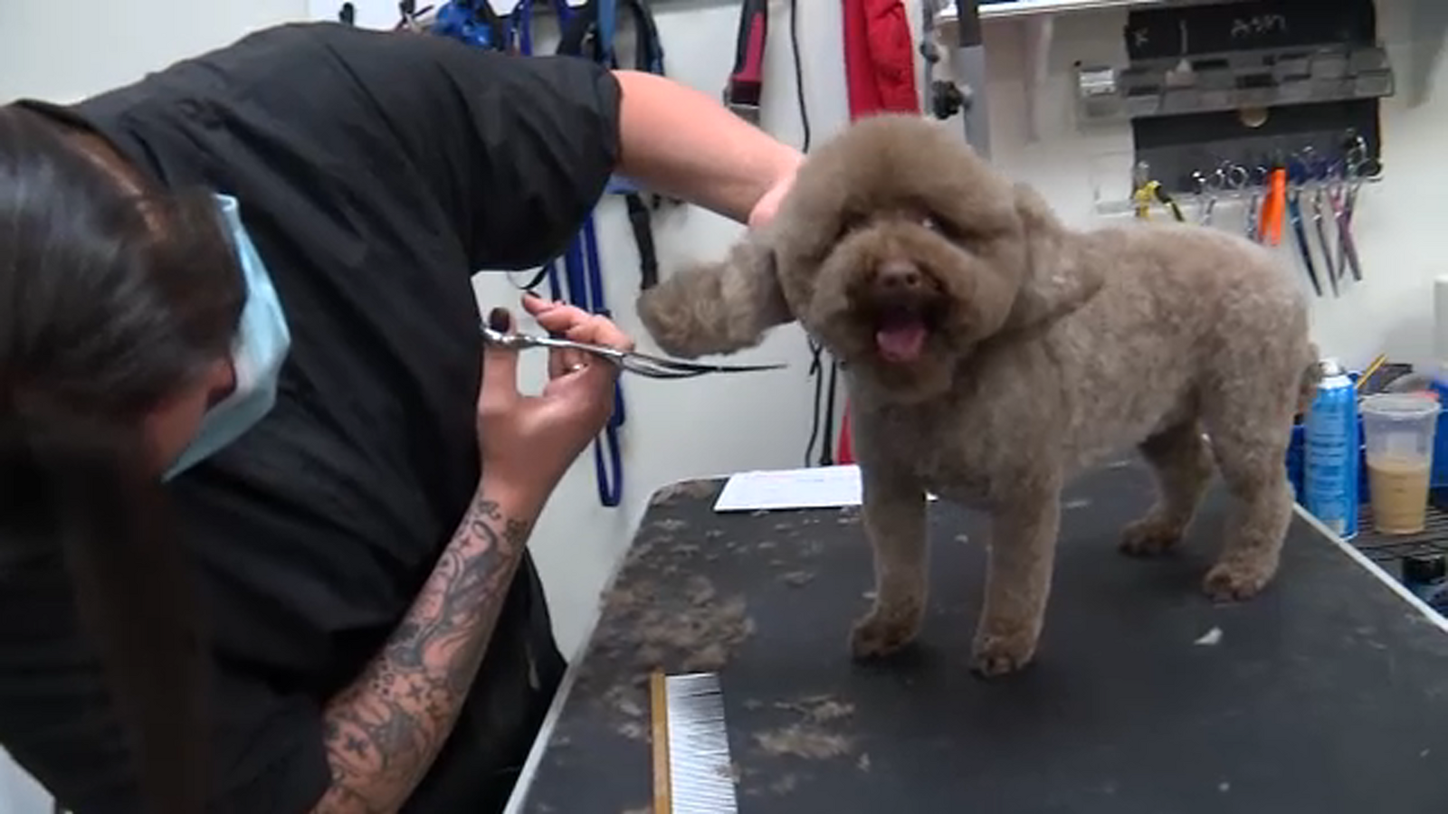 Queens lawyer Gerard Marrone jumps into pet grooming business amid COVID court shutdown ABC7