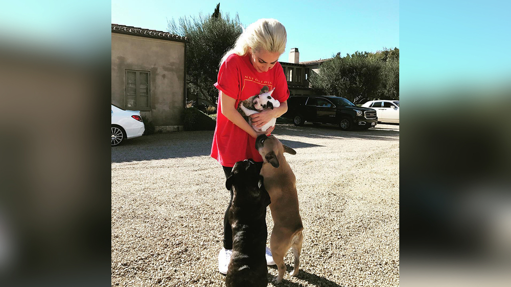 Lady Gaga's dog walker shot, French bulldogs stolen in Hollywood