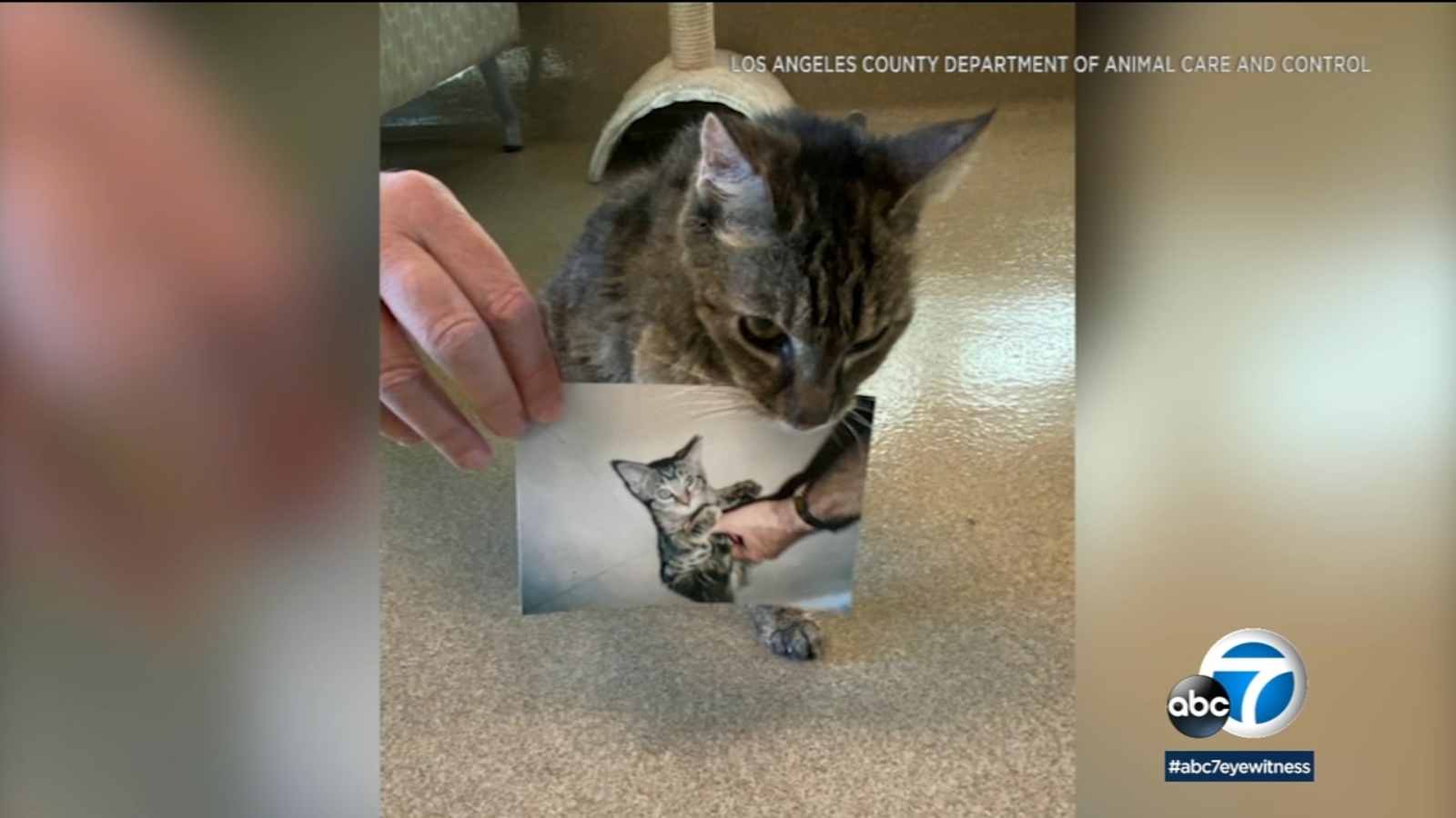 Cat that went missing as a kitten is reunited with owner 15 years later ...