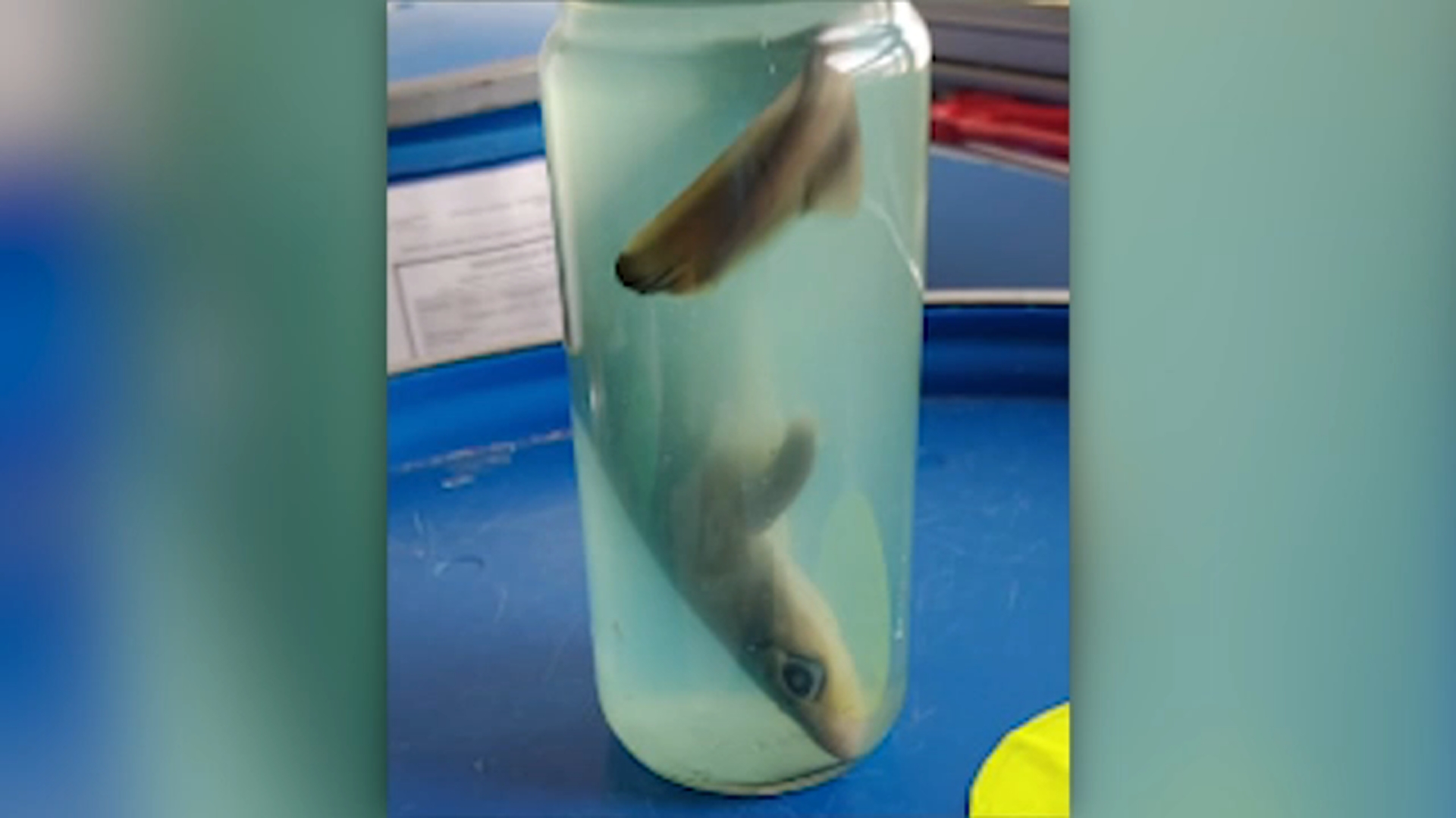 Dead shark among TSA's 2020 top bizarre items found in luggage inspections - Vimarsana News