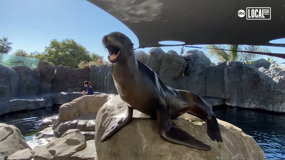 Get up close with sharks, rays and penguins at Aquarium of the Pacific