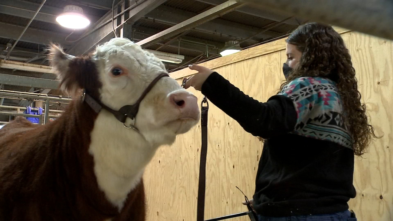Junior Livestock Show kicks off at RodeoHouston