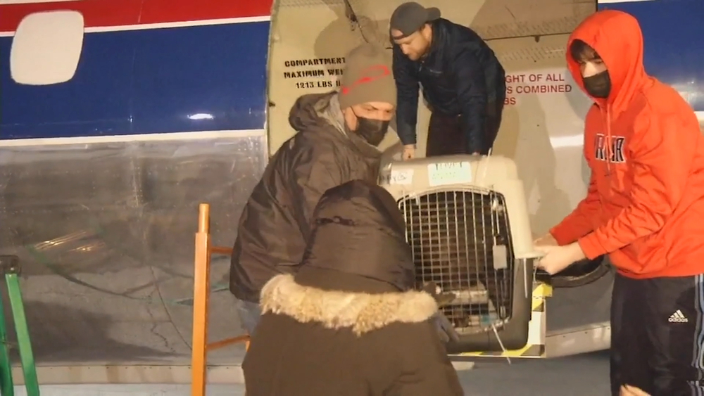 Dozens of animals arrive in Delaware to escape deep freeze in Texas