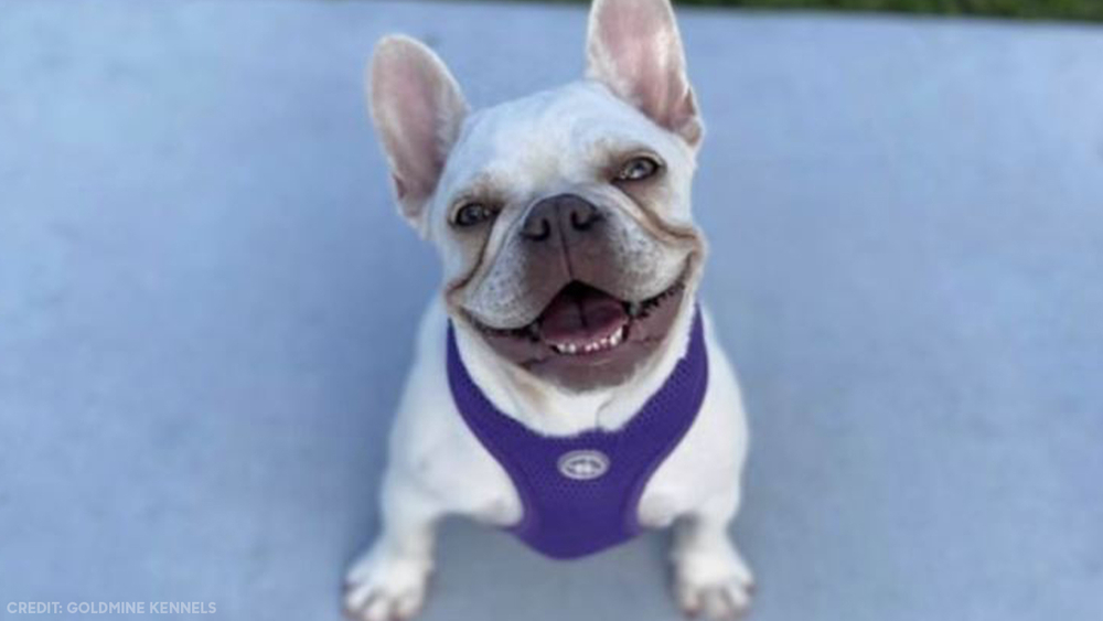 Houston man offers $55K reward for return of missing dog