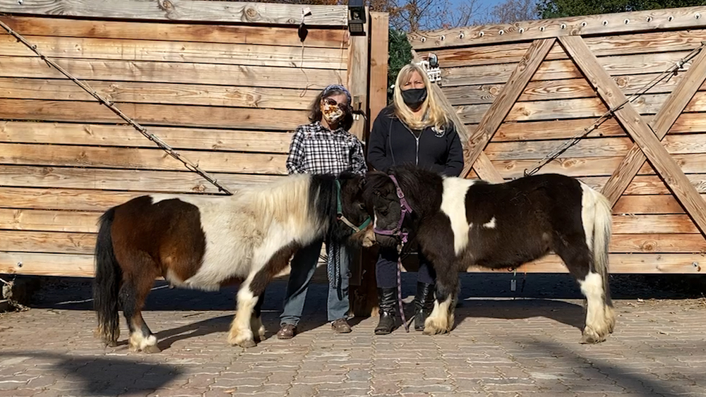 Volunteers with BIG hearts save miniature horses