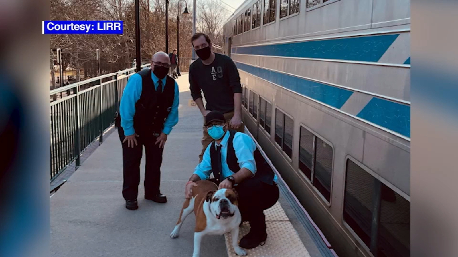 Lost English Bulldog rides home on LIRR train after wandering off - Vimarsana News