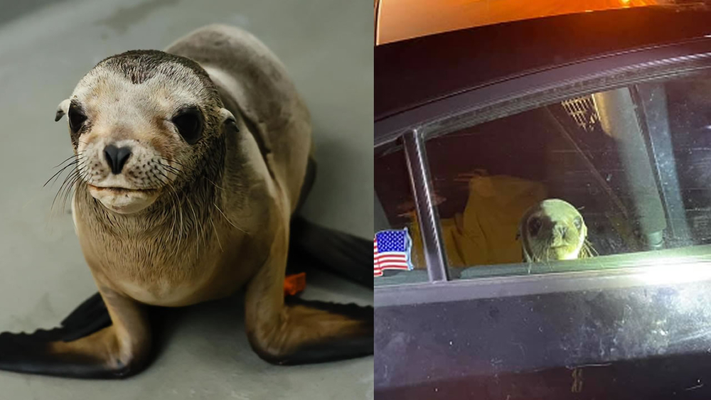 Oakland CHP officers rescue 8-month-old sea lion