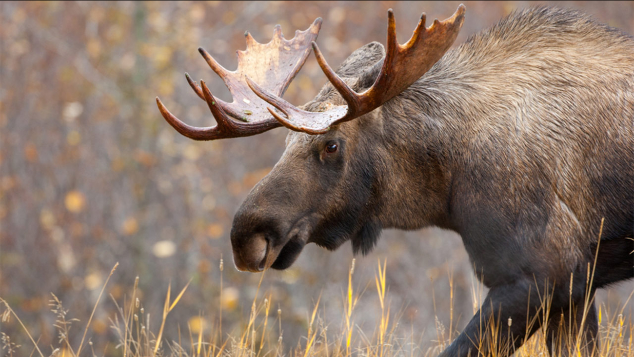 Norwegian hunter mistakenly shoots two moose at a zoo ABC13 Houston