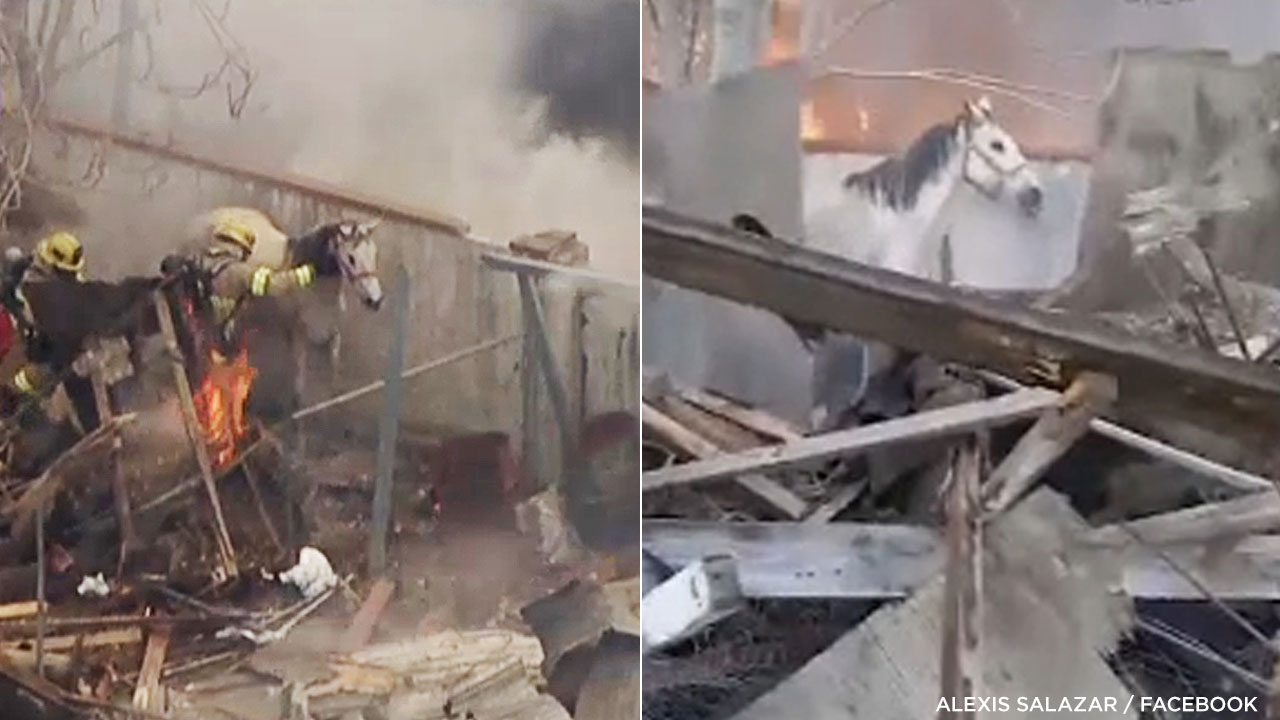 Ontario explosion: Horses trapped in flaming debris rescued