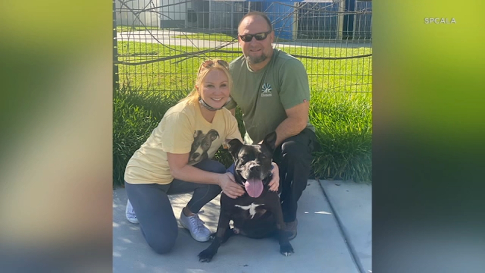 Shelter dog finds forever home after 667 days at spcaLA