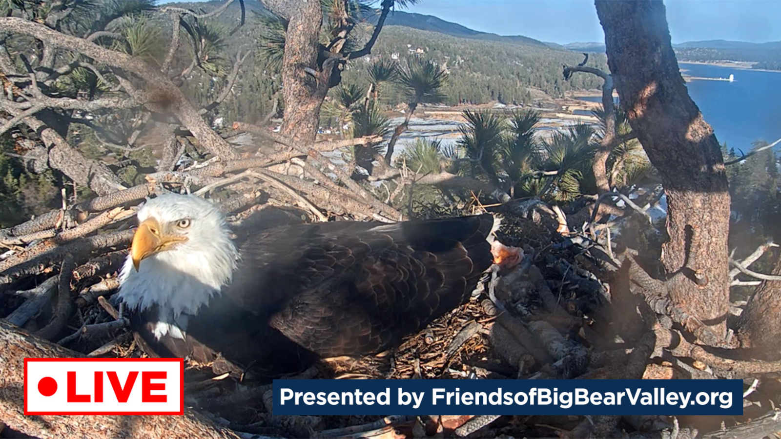 All Good News: The expected hatching of bald eagle eggs in Big Bear has